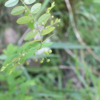 Phyllanthus gardnerianus (Wight) Baill.